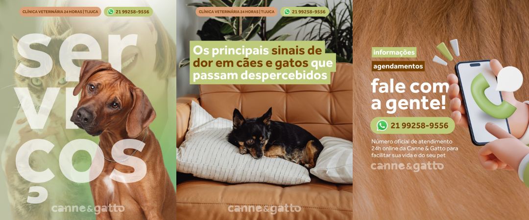 Canne & Gatto